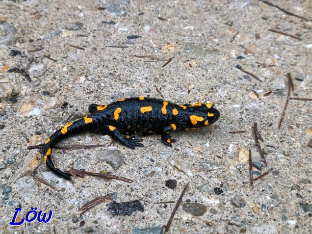 8.12.2025 - Winterdrachen